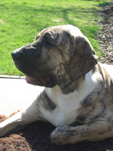 Cooper of Lion's Castle